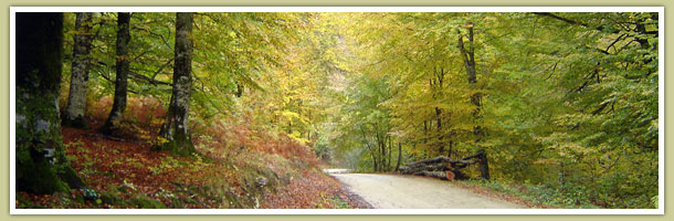 Oto�o en el bosque del Irati | udazkena Irati oihanean